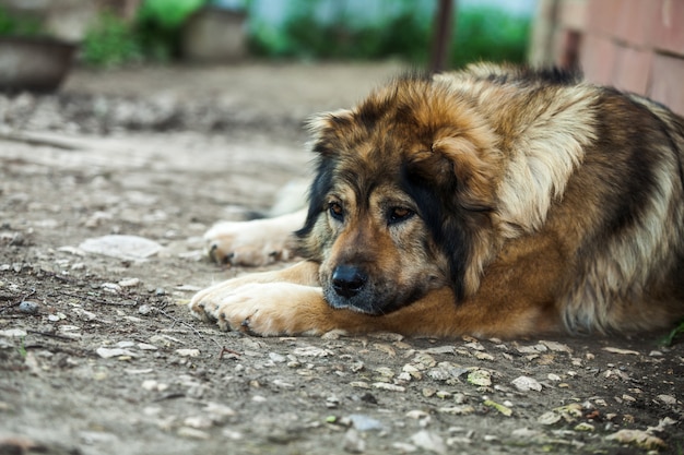 Sad Caucasian shepherd dog lying on the ground near the house