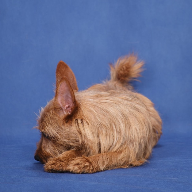 Sad dog Australian Terrier lies on a blue background