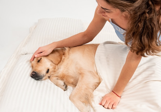 Sad dog face Golden retriever sleeping on the bed. Dog covered in white blanket.