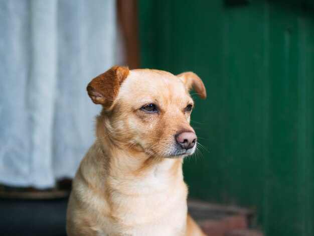 Sad dog portrait