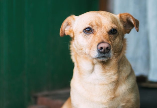 Sad dog portrait