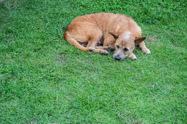 sad dog resting on the grass, waiting for food