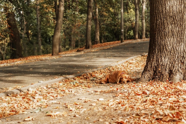 Sad English Cocker Spaniel dog portrait. Fall season. Autumn