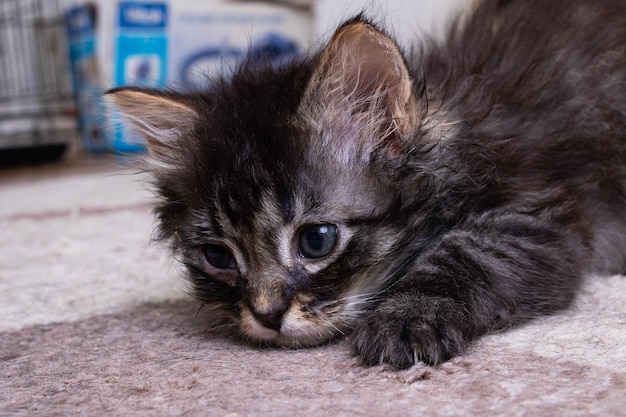 Sad fluffy grey kitten close up portrait