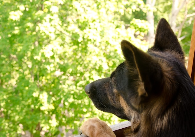 Sad German shepherd looking out of the window and dreaming of going for a walk or waiting for its owner