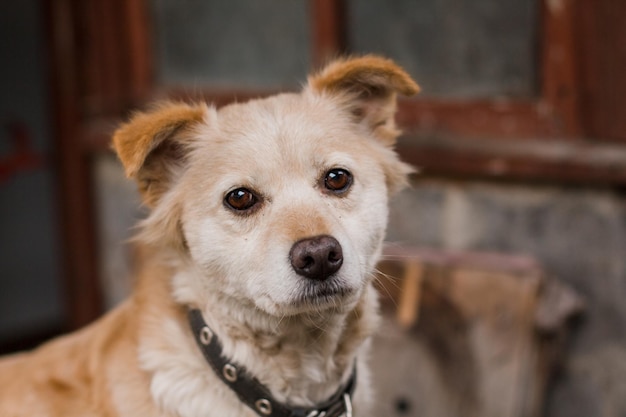 Sad ginger dog in a collar on a brick wall background