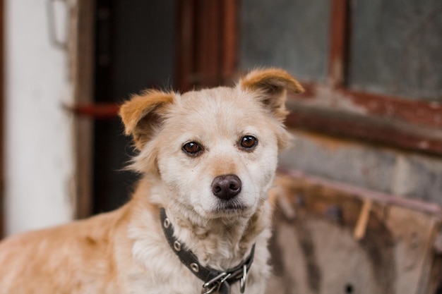 Sad ginger dog in a collar on a brick wall background