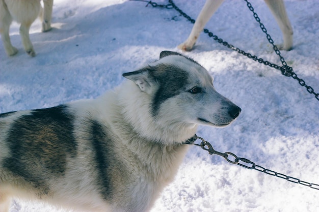 Sad Husky on a chain