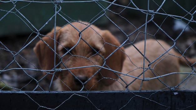 Sad and lonely brown puppy dog ​​behind the fence of a kennel