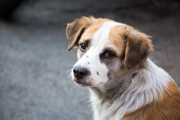 A sad-looking street dog 