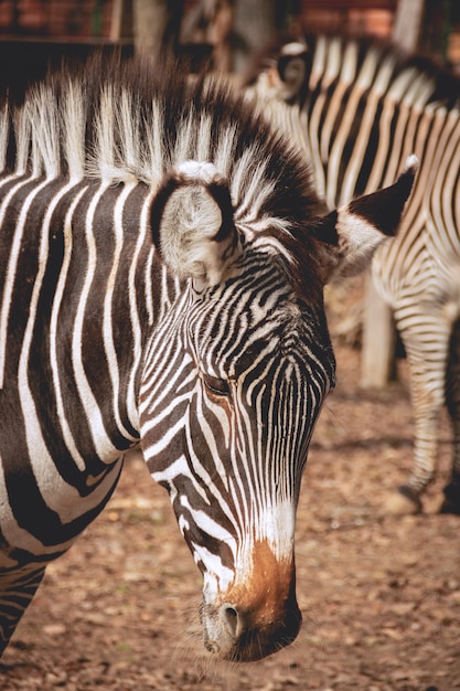 Sad looking zebra