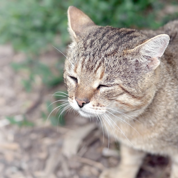 Sad muzzle portrait of a grey striped tabby cat with green eyes, selective focus