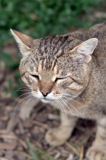 Sad muzzle portrait of a grey striped tabby cat with green eyes, selective focus