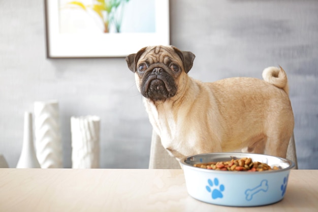 Sad pug dog with food bowl ready to eat standing on chair at dining table in kitchen