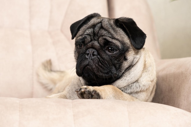 A sad pug lies on the couch and looks away