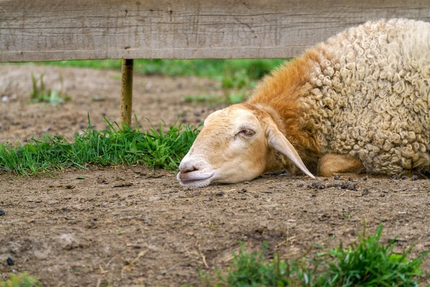 Sad sheep lies on the ground Illness and depression in animals