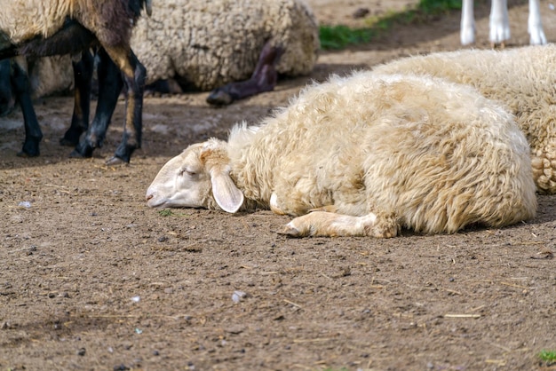 Sad sheep lies on the ground Illness and depression in animals