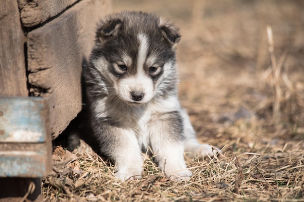 A sad street dog