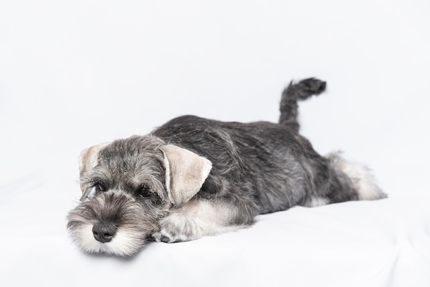 Sad whitegray schnauzer dog lies on a white background copy space Sad puppy miniature schnauzer Sleepy puppy