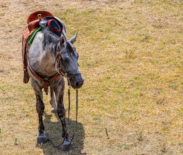 The Saddled horse on the lawn with a cowboy hat waiting for tourists