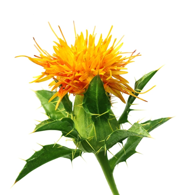 Safflower with leaves over white background