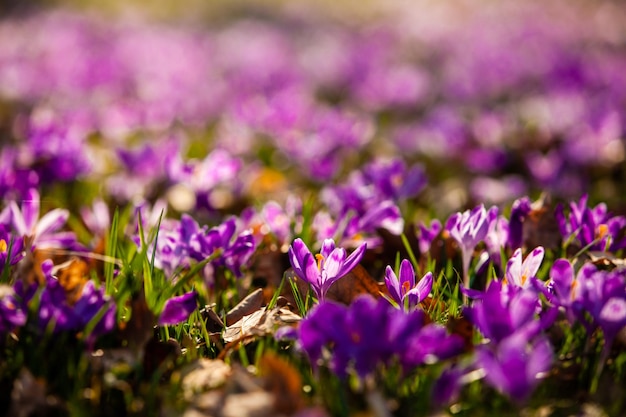 Saffrom flowers carpet in the wood. Morning close up flower, beautiful world