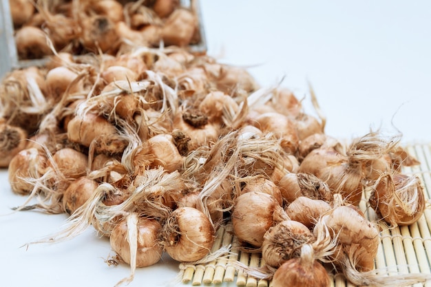 Saffron bulbs in a box on a white background. Crocus sativus bulbs are prepared for planting.