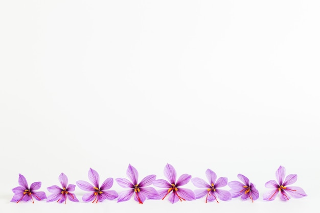 Saffron crocus flower on white background. Copyspace. Place for your text. Saffron flowers are laid out in a line.