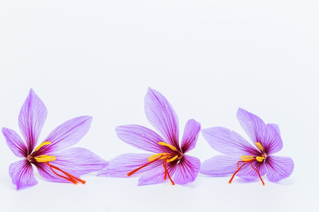 Saffron crocus flower on white background. Copyspace. Place for your text.