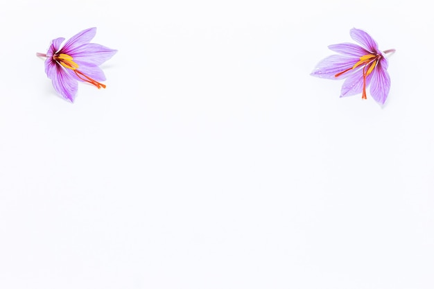 Saffron crocus flower on white background. Copyspace. Saffron flowers on the upper corners of the picture.