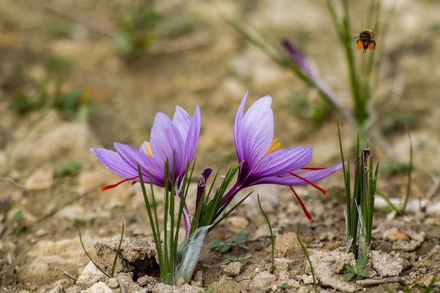 Saffron crocus flowers on ground Delicate purple plant field