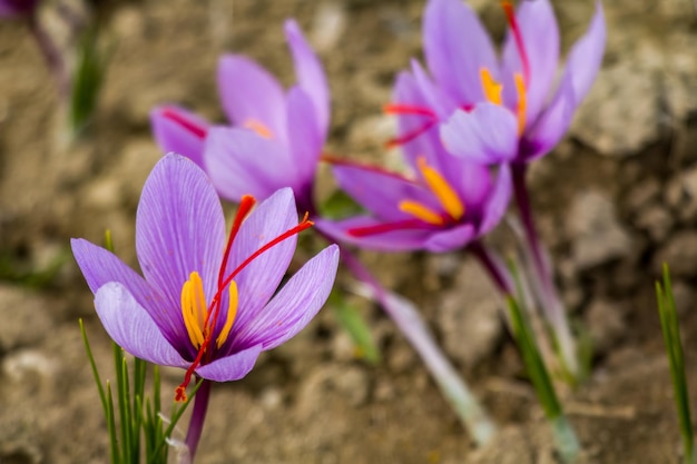 Saffron crocus flowers on ground Delicate purple plant field