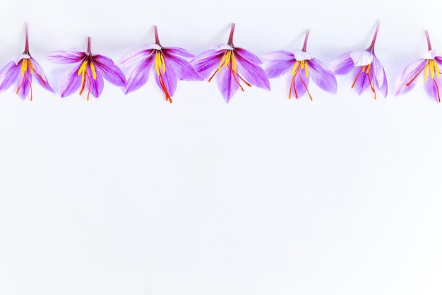 Saffron crocuses close up on white background Place for text Design work