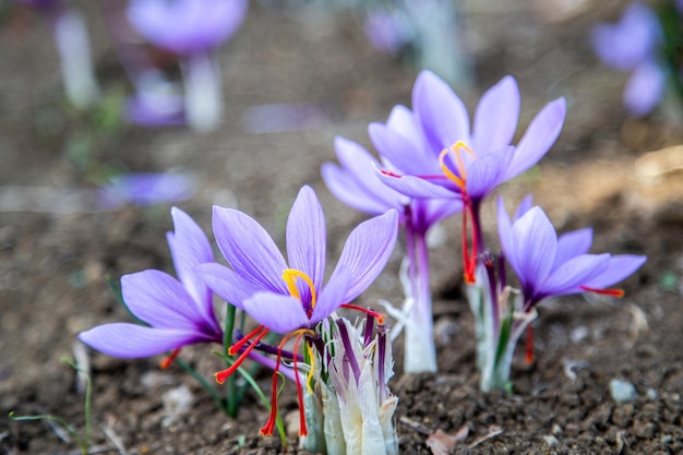 Saffron flower on ground crocus purple blooming field harvest collection