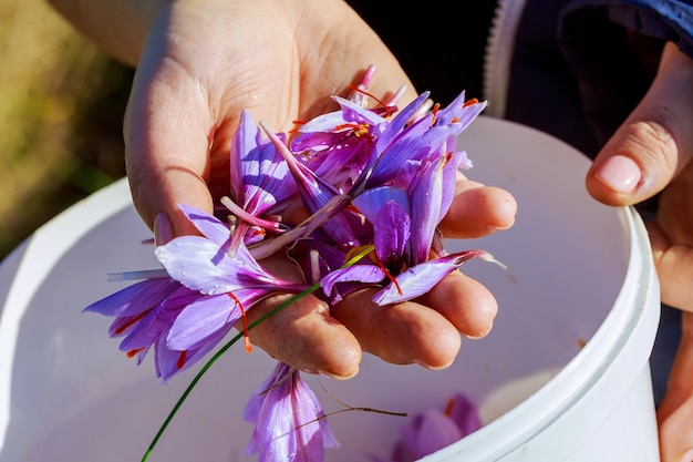 Saffron flower on a saffron field in the autumn. Harvesting saffron.