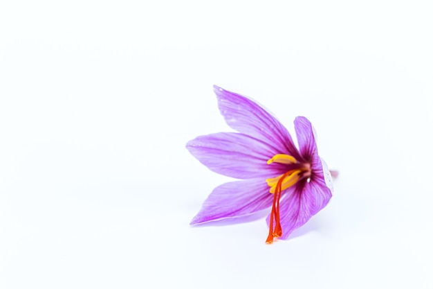 Saffron flowers on a white background. Saffron.