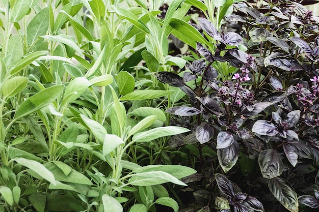 Sage and Basil plants growing in herb garden