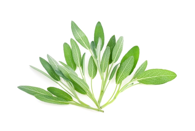 Sage herb isolated on white wall