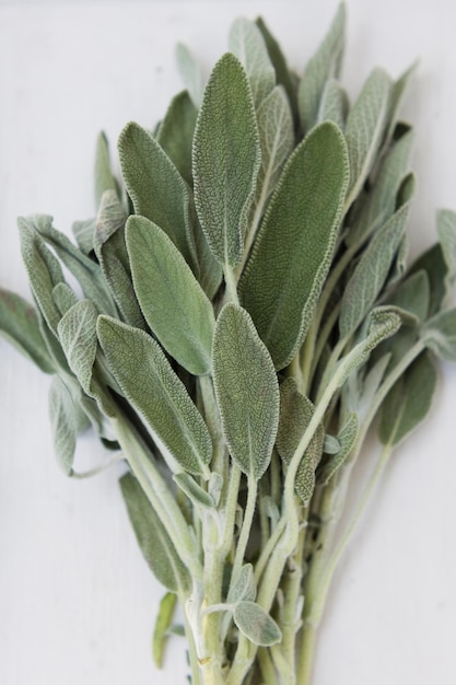 Sage leaves herbs on white tray