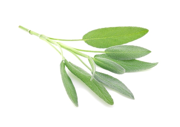 Sage leaves isolated on white background