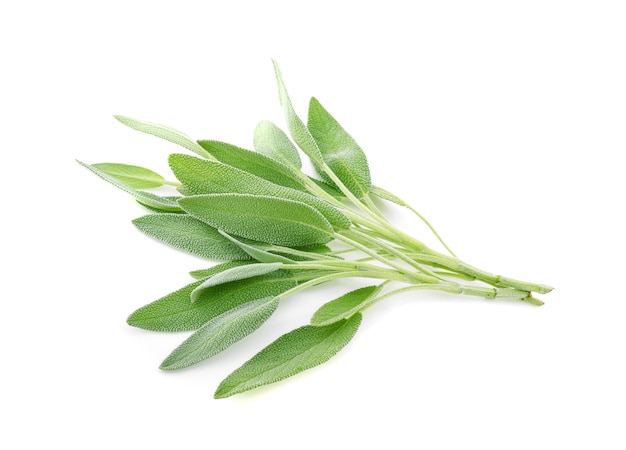 Sage leaves isolated on white wall