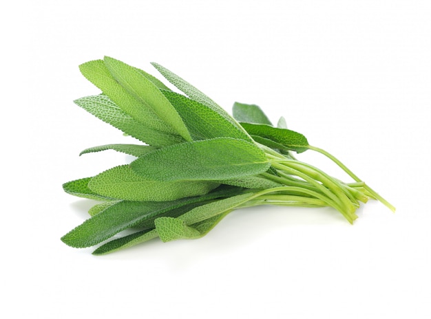 Sage leaves isolated on white