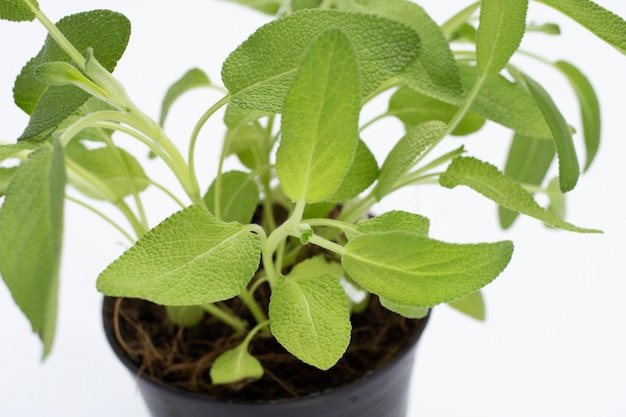 Sage plant in pot on white background