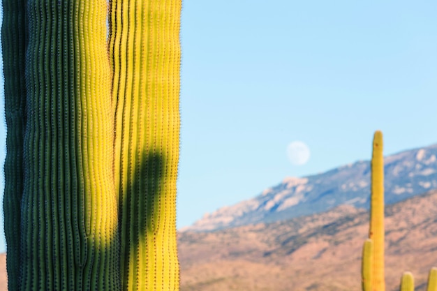 Saguaro National Park