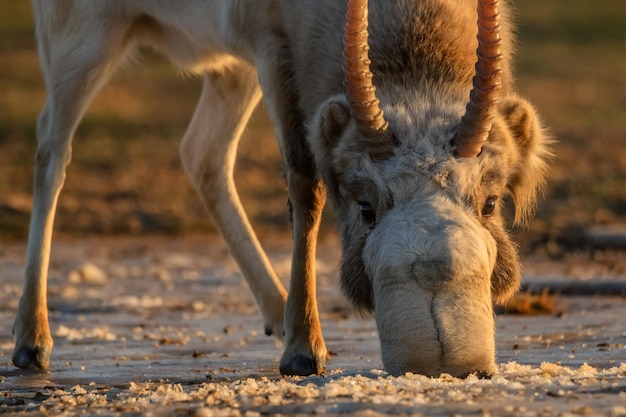 Saiga antelope or saiga tatarica drinks in steppe near waterhole in winter