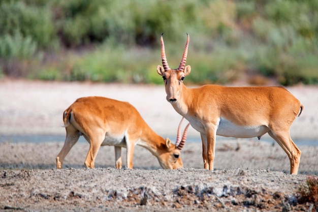 Saiga antelope or saiga tatarica stands in steppe near waterhole