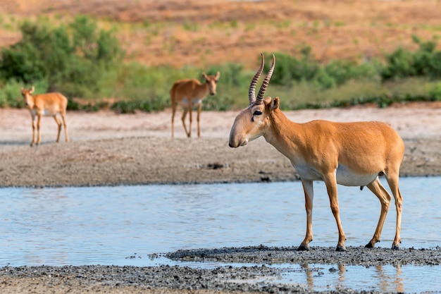 Saiga antelope or saiga tatarica stands in steppe near waterhole