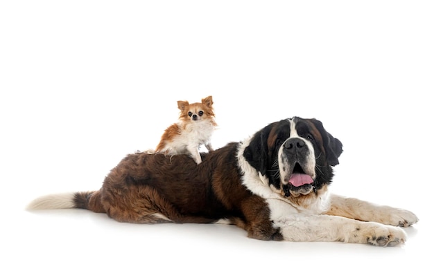 Saint bernard and chihuahua in studio