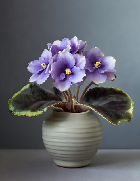 saintpaulia flowers in vase in grey background