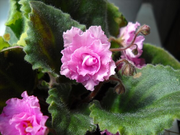 Saintpaulia or uzambara of violet color of pink color with fluffy green leaves around Three beautiful pink terry flowers Numerous thin villi A delicate plant native to East AfricaHome Floriculture